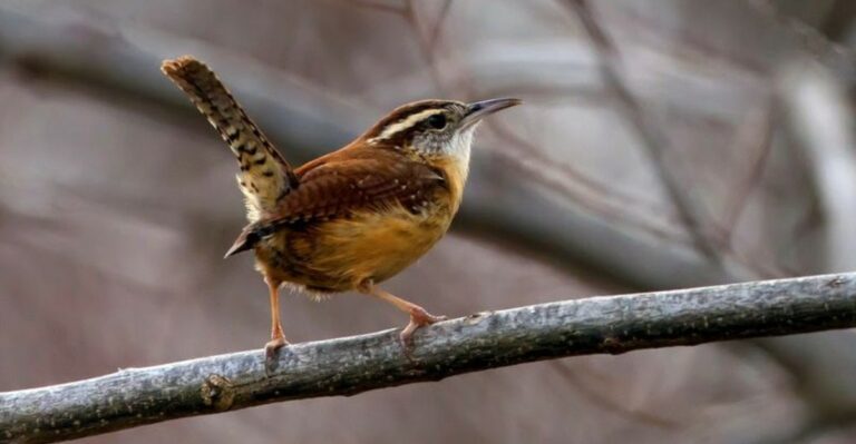 Why Songbirds Suddenly Gather In Your North Carolina Yard And What It Means