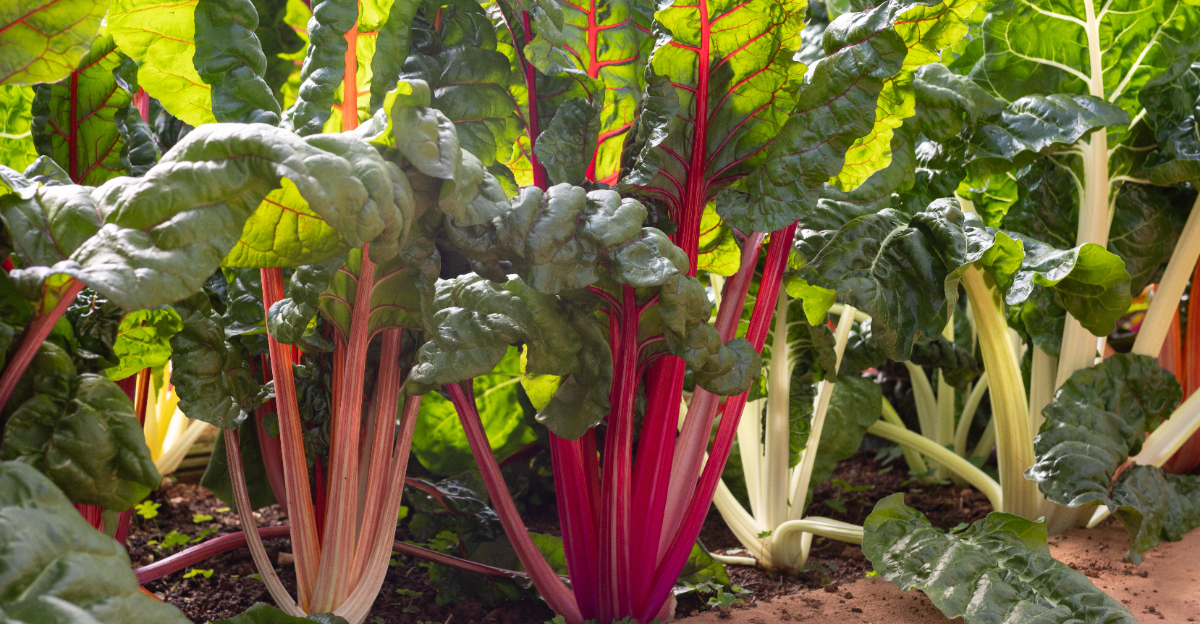 vegetables (featured image)