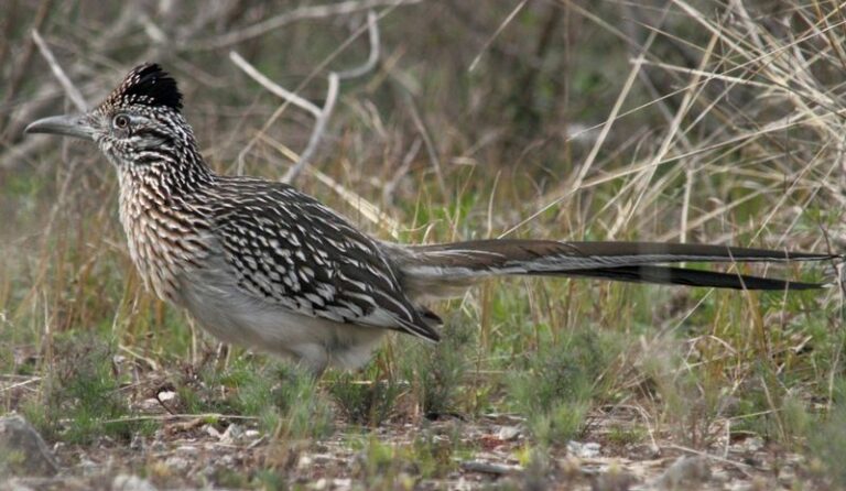 Roadrunners Patrol Arizona Yards For Scorpions — Here’s How To Bring Them In