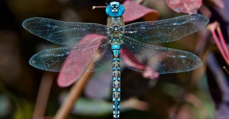 Why California Dragonflies Vanish From Yards As Nights Cool