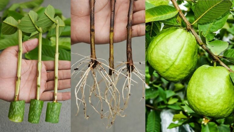 The Guava + Banana + Egg Rooting Trick Arizona Gardeners Swear By For A Whole New Fruit Tree