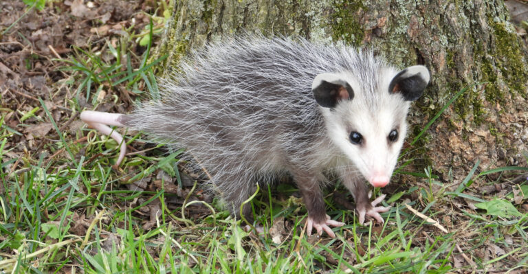 opossum in yard