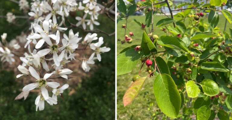 The New York Native Tree That Blooms Like A Bradford Pear, Minus The Smell And Splitting