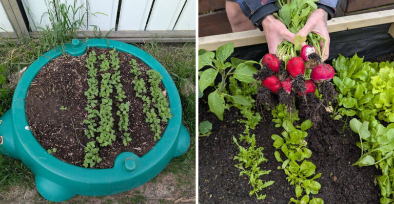The Fast Ohio Vegetable You Can Plant Now And Harvest Before Winter