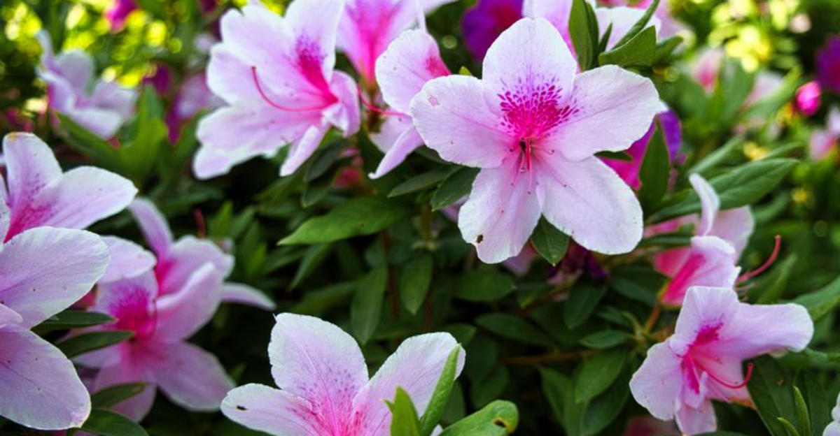 azalea