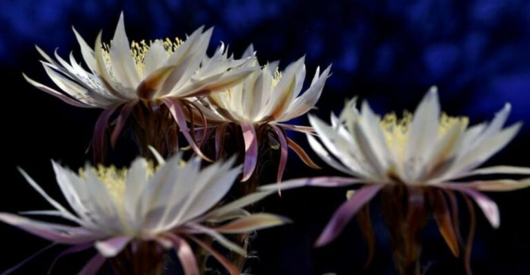 Why This One Plant Draws Crowds From Across The Neighborhood When It Blooms In Arizona Yards