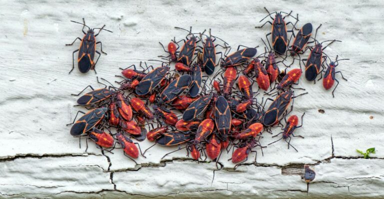 Indiana House Walls Are Covered With Red And Black Bugs Every Warm Afternoon