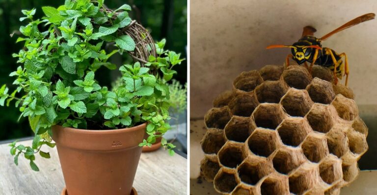 The Porch Plant Texans Swear Keeps Wasps From Nesting Under Eaves
