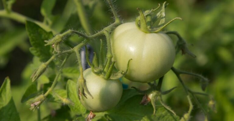 Kentucky Tomatoes Slowed Down For A Reason That Happens Overnight