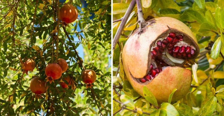 Why Texas Pomegranates Split Open Just Before They Are Ready To Pick