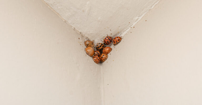 ladybugs on wall