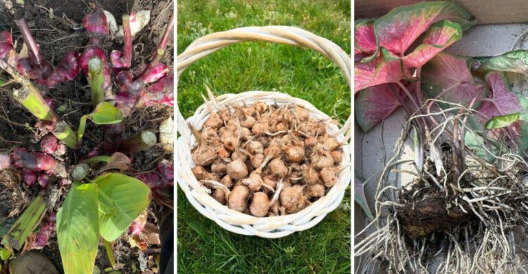 The Missouri Bulbs That Need To Come Out Of The Ground Before The First Frost