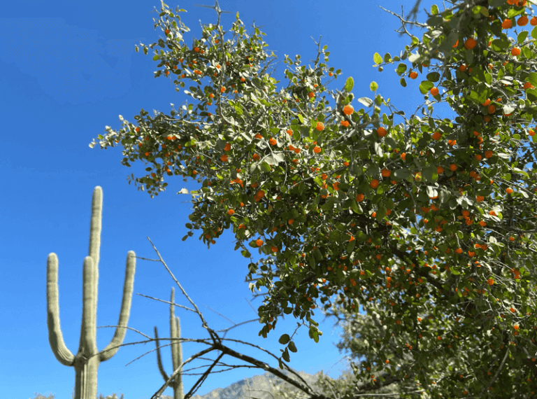 6 Reasons To Plant Desert Hackberry In Your Arizona Yard And How To Start One This Fall