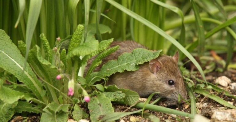 Rat Repelling Herbs Michigan Gardeners Plant Before Fall Rodent Season