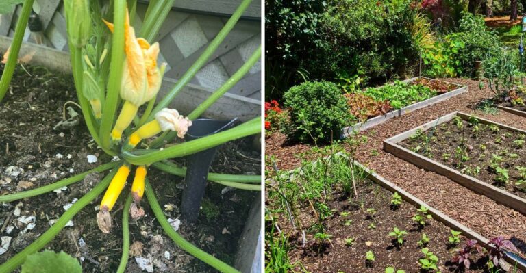 The One Thing North Carolina Gardeners Must Do After Harvesting Squash Or Pests Take Over