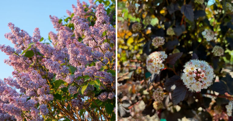 lilac and ninebark