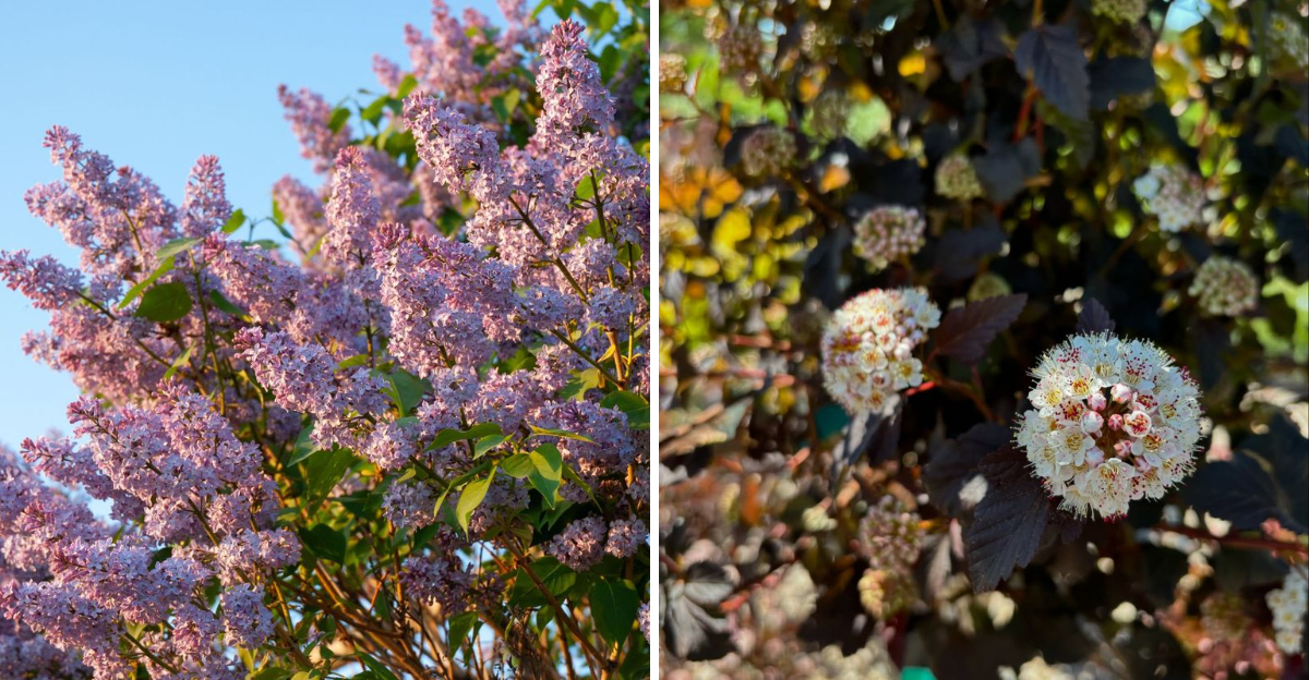 lilac and ninebark