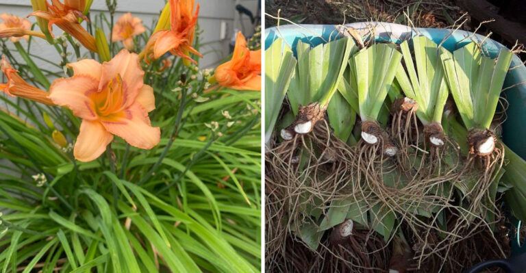9 Michigan Perennials To Divide In September