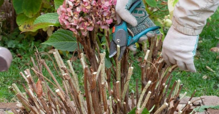 Should You Prune Hydrangeas In Florida This September? The Buds Already Have Other Plans