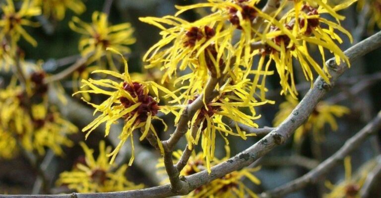 This Georgia Native Shrub Waits Until Fall To Start Blooming