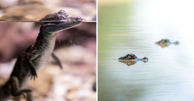 Something Small And Sharp-Toothed Is Slipping Into Alabama’s Ponds Right Now