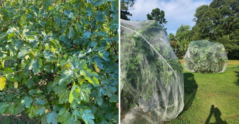 The One Thing North Carolina Fig Trees Need Before The First Freeze To Protect Their Wood