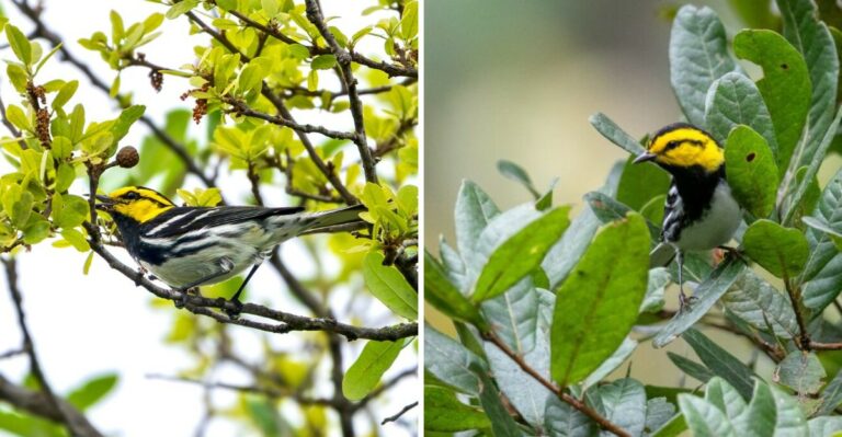 Why More Warblers Are Passing Through Texas Yards This Fall