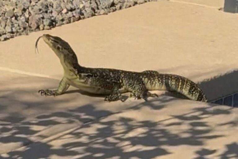 What To Do If You Spot A Giant Lizard That Doesn’t Belong In Your Arizona Yard