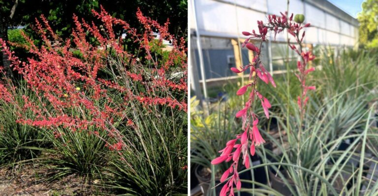 Why Red Yucca Handles Reflected Concrete Patio Heat Better Than Any Texas Container Plant
