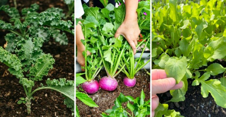 You Still Have Time To Plant These Ohio Vegetables In September