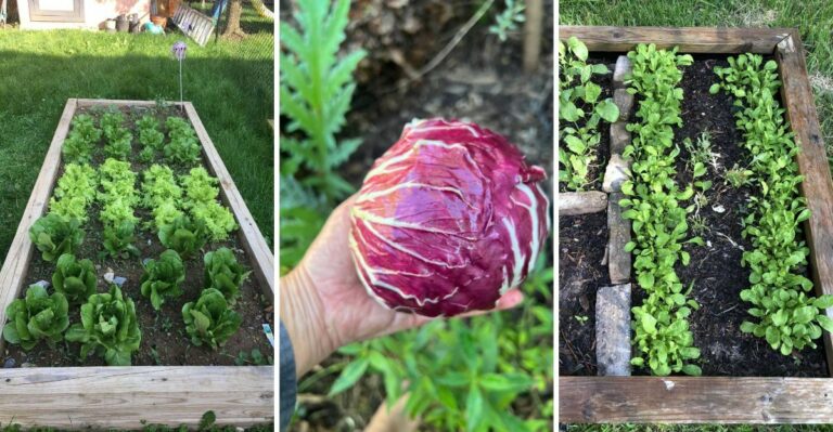 8 Vegetables Maryland Gardeners Can Still Sow In September