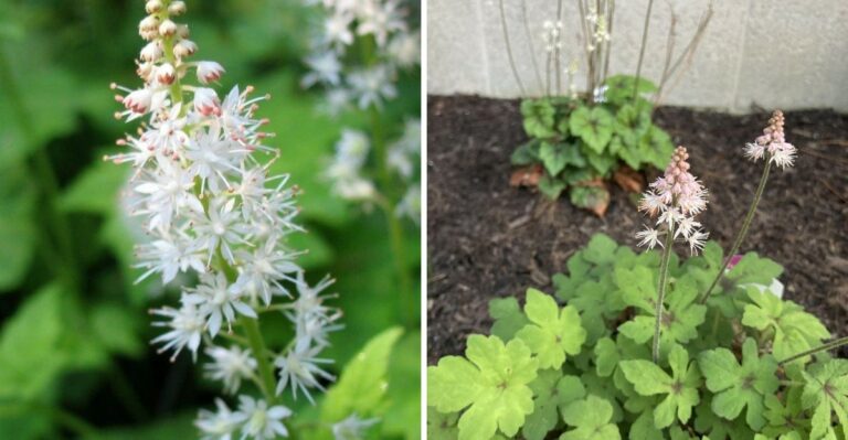The Most Underrated North Carolina Perennial To Plant Now For Spring Color