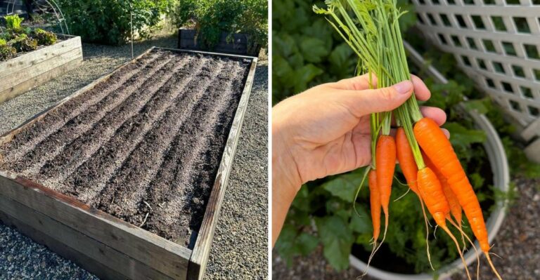 The One Thing North Carolina Gardeners Should Add To Soil Before Planting Fall Carrots