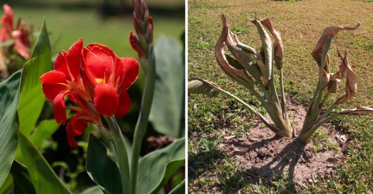 How New York Gardeners Should Prepare Cannas For Winter Storage