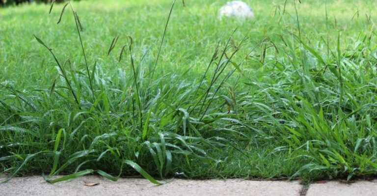 Cutting Your Grass Too Short Creates This Problem