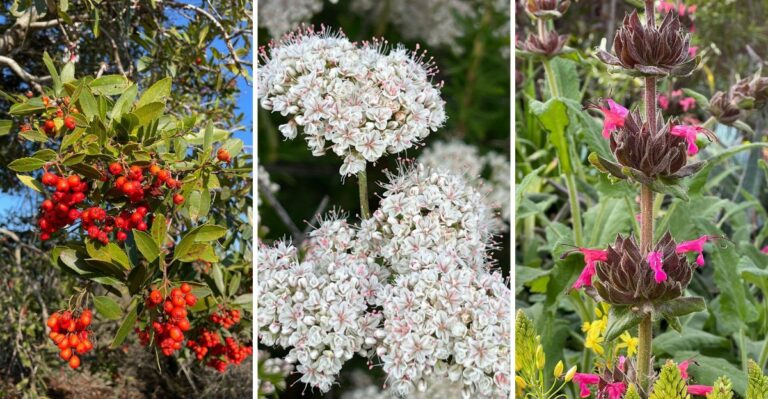 The California Native Plants Worth Buying Now For Fall Planting