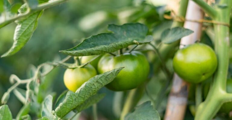 Tomato Plants Seem Finished? Don’t Be So Sure