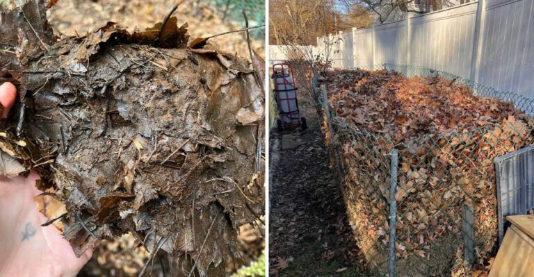 Indiana Lawns Benefit More From Shredded Leaves Than From Bagged Ones