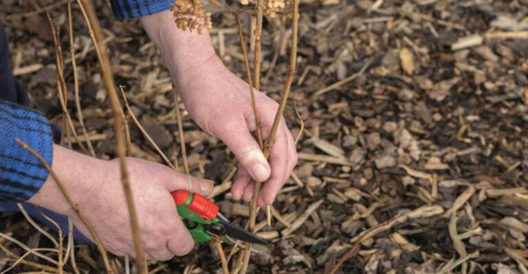 The Late Summer Mistake That Weakens Hydrangeas In Texas Before Winter
