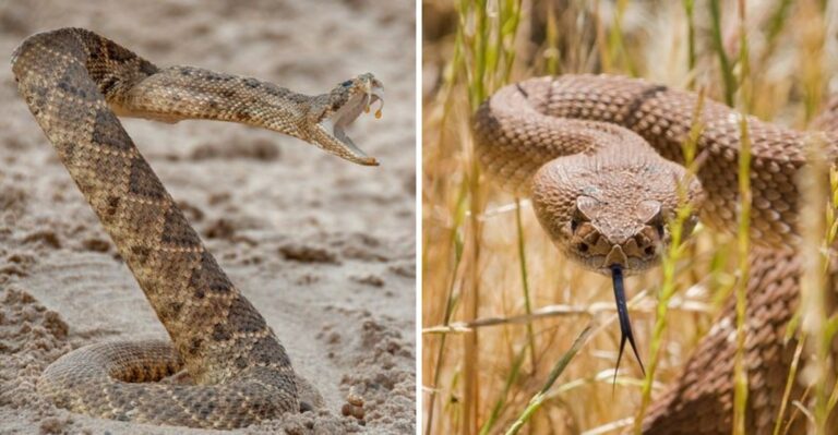 Is Rattlesnake Season Really Over In California By September?