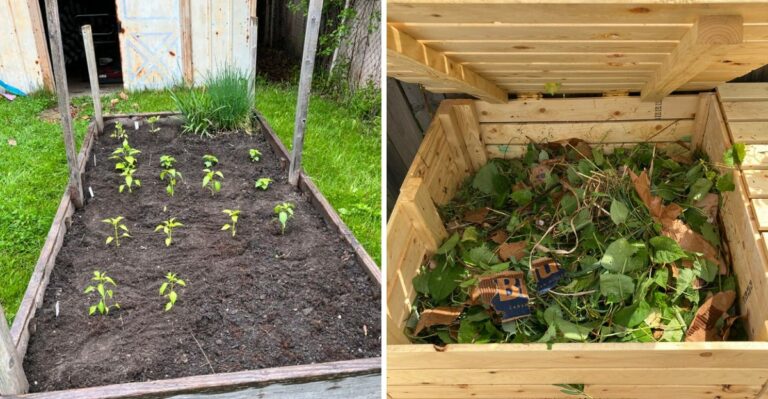 What California Gardeners Should Do With Summer Plants As Fall Begins