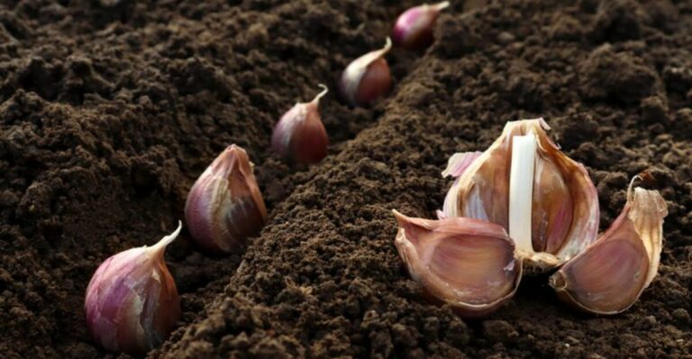 September Is The Month To Start Planning Where Your Garlic Will Go In Ohio