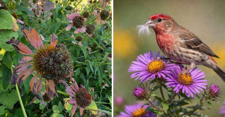 Why Michigan Gardeners Are Leaving Perennial Seed Heads Standing Through Winter