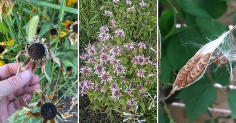 The Missouri Perennials Worth Collecting Seed From Before The First Frost