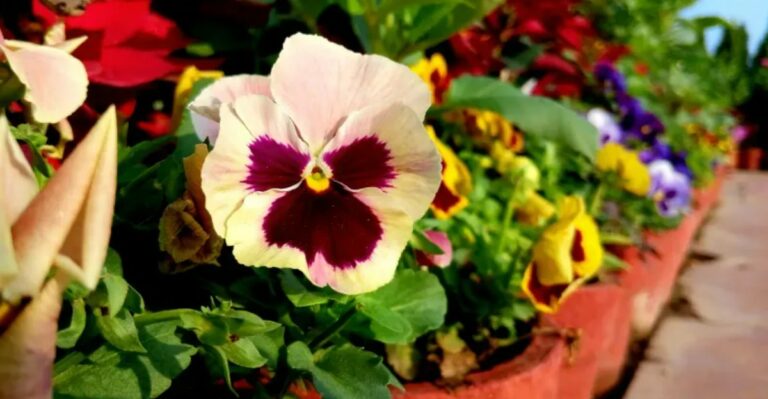 This October Mistake Can Leave Georgia Pansies Struggling Before Winter