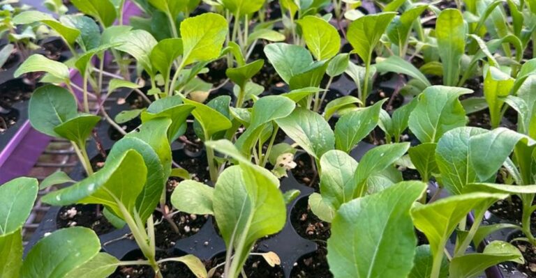 The One Thing North Carolina Fall Seedlings Need In September To Survive
