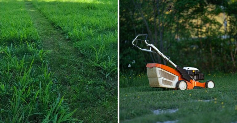 This Mowing Mistake Is Helping Crabgrass Take Over Your New York Lawn