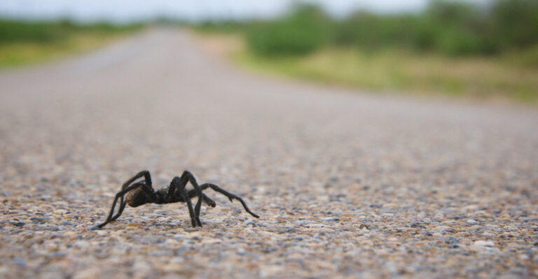 Why Tarantulas Are Wandering Southeastern Colorado Roads This Time Of Year