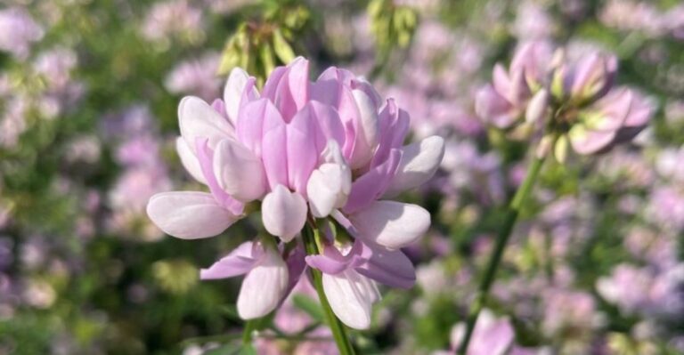 A Wildflower Iowa Conservationists Once Welcomed Is Now Being Pulled From Johnson County Gardens