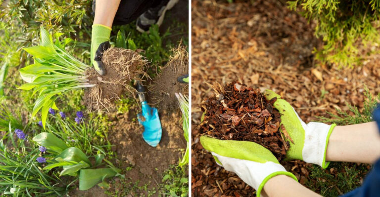 What Pennsylvania Hostas Need In September Before They Disappear For Winter